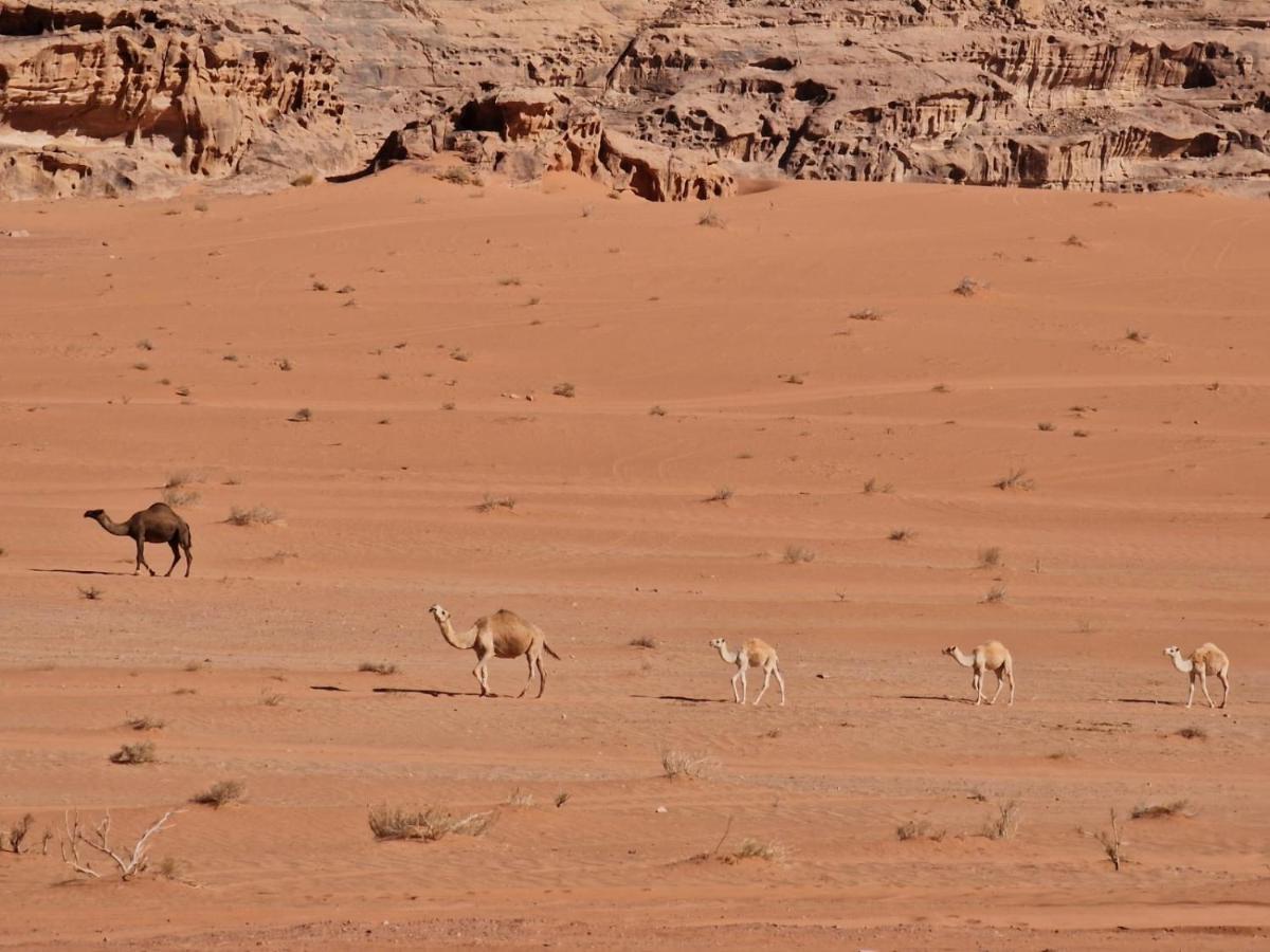 Wadi Rum Story Exteriér fotografie